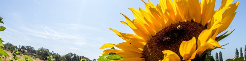 Sonnenblume